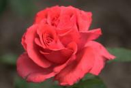 Rose Jolie Madame Foto R&ouml;sch