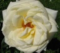Rose Jose Carreras Foto Brandt
