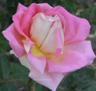 Rose Juliet Foto Christine Meile
