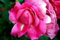 Rose Julischka Foto R&ouml;sch