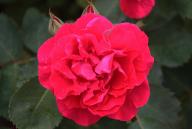 Rose Jutta von Sangerhausen Foto R&ouml;sch