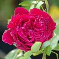 Rose Kaiser Wilhelm I Foto Vierl&auml;nder Rosenhof