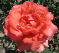 Rose Kammers&auml;nger Terkal Foto Brandt