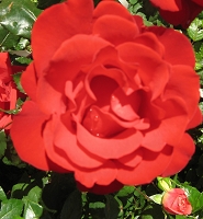 Rose Kardinal K&ouml;nig Foto Brandt
