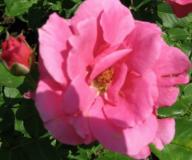 Rose Karl H&ouml;chst Foto Mail-Brandt