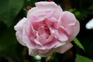Rose Karl Schneider Foto R&ouml;sch