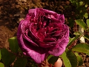 Rose Kirstin Schade Foto Groenloof