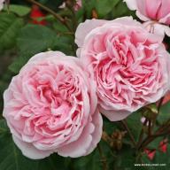 Rose Kiss me Kate Foto Kordes