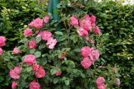 K&ouml;nig Ludwig Rose Foto Wikipedia