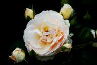 Rose K&ouml;nig Stanislaus Foto R&ouml;sch
