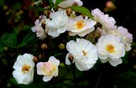 Rose Kommerzienrat W. Rautenstruach Foto R&ouml;sch