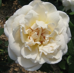 Rose La Perla Foto Brandt