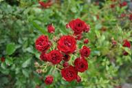 Rose La Rioja Foto K&ouml;nig