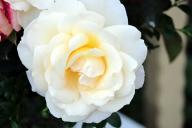Rose Laetita Casta Foto R&ouml;sch