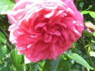 Rose Laguna Foto Brandt