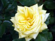 Rose Landora Foto R&ouml;sch