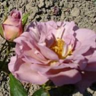 Rose Lavender Pinocchio Foto Vierl&auml;nder Rosenhof