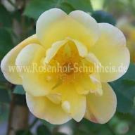 Rose Lawrence Johnston Foto Schultheis