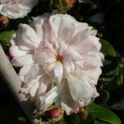 Rose Leda Foto Vierl&auml;nder Rosenhof