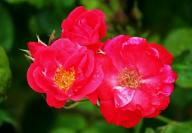 Rose Leipzig Foto R&ouml;sch