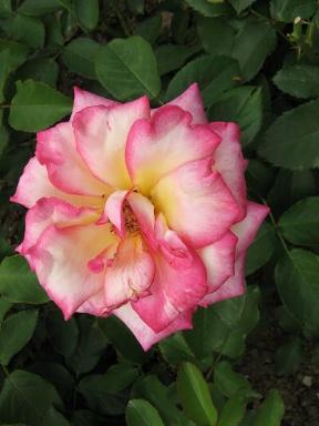 Rose Leo Ferr&eacute; Foto Brandt