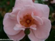 Rose Leona Foto Rusch