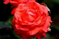 Rose Liebestraum Foto R&ouml;sch