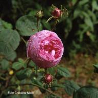 Rose Lippoldsberg Foto Christine Meile