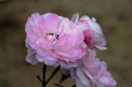 Rose Little Lady Foto R&ouml;sch