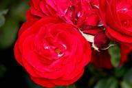Rose Nebuleuse Foto R&ouml;sch
