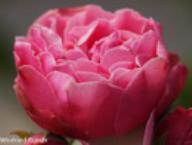 Rose New Look Foto Rusch