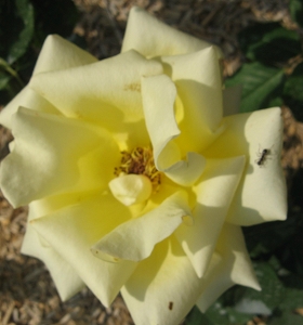 Rose Noack`s &Uuml;berraschung Foto Brandt