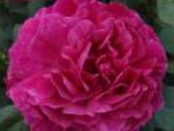 Rose Noble Anthony Foto Rusch