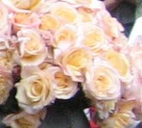 Rose Oh Happy Day Foto Brandt