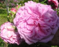Rose Olivet Foto Brandt