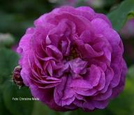 Rose Omphale Foto Christine Meile