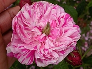 Rose Panach&eacute;e a fleurs doubles Foto Groenloof