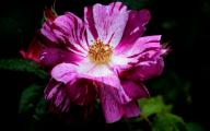 Rose Panach&egrave;e d`Orl&eacute;ons Foto R&ouml;sch