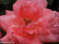 Rose Panorama Foto Rusch