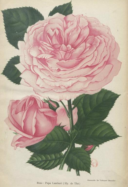 Lena Schmidt-Michel Rose Papa Lambert 