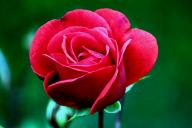Rose Paprika Foto R&ouml;sch