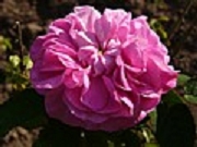 Rose Parchen Moos Foto Groenloof