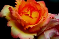 Rose Parure d`Or Foto R&ouml;sch