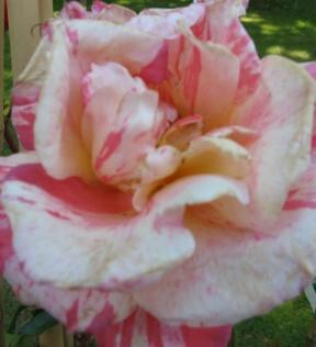 Rose Paul Gauguin Foto Brandt