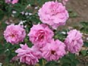 Rose Paul Perras Foto Groenloof