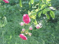 Rose Paul Ploton Foto Wikipedia