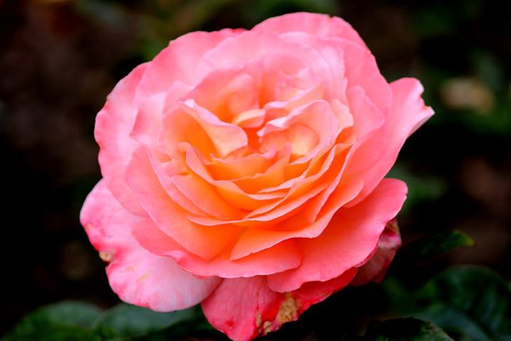 Rose Paul Shirville Foto R&ouml;sch