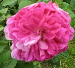 Rose Pergolese Foto Brandt