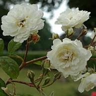 Rose Perle de Neige Foto Vierl&auml;nder Rosenhof