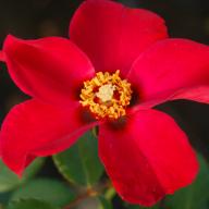 Rose Persepolis Foto Vierl&auml;nder Rosenhof